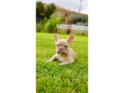 French bulldog yavruları çiftlikten 