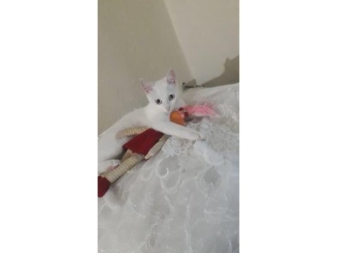 Aşıları tam uysal ankara kedisi