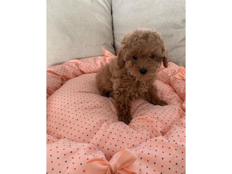 Toy poodle yavruları
