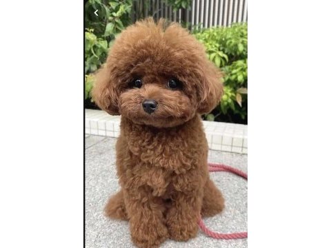 35 günlük toy poodle yavruları