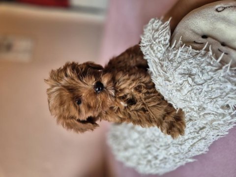 Son kalan maltipoo yavrular erkek dişi