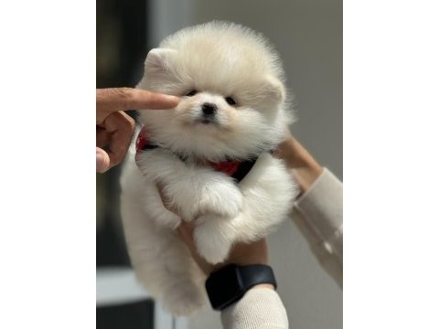 Show kalite teddy face pomeranian boo yavrularımız