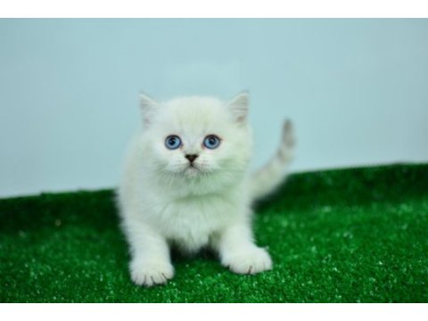 Pamuk gibi silver british shorthair