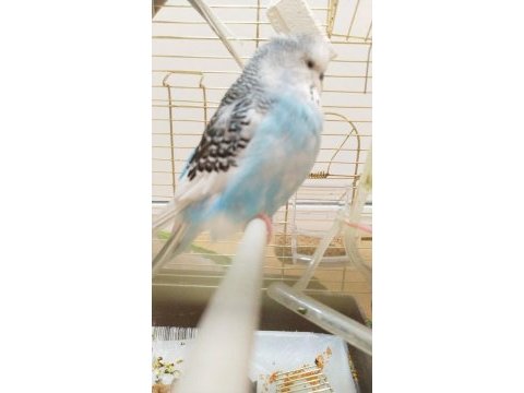 Erkek muhabbet kuşu