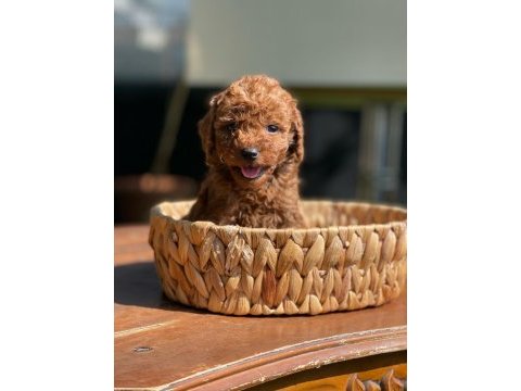 Poodle (red brown)