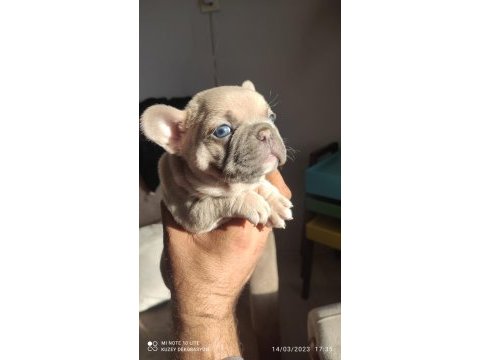 Egzotik renk french bulldog bebeklerimiz