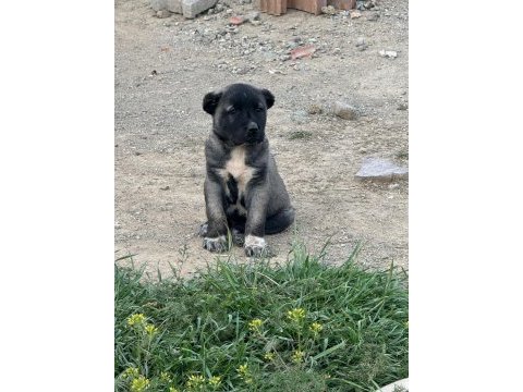 Yurt dışı yurt içi her yere kangal gönderim sağlanır