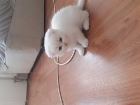 2.5 aylık dişi scottish fold