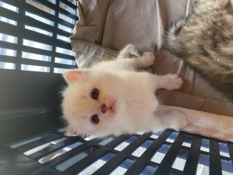 Sağlıklı anne ve baba safkan british shorthair rezerve açık