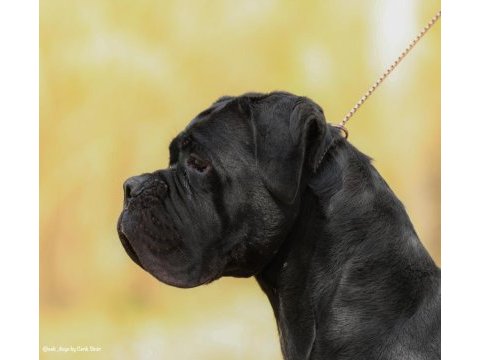 Irk garantili a şecere belgeli cane corso