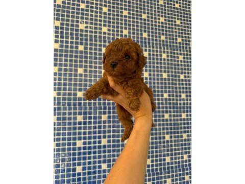 Toy poodle yavrularımız ırk ve sağlık garantili