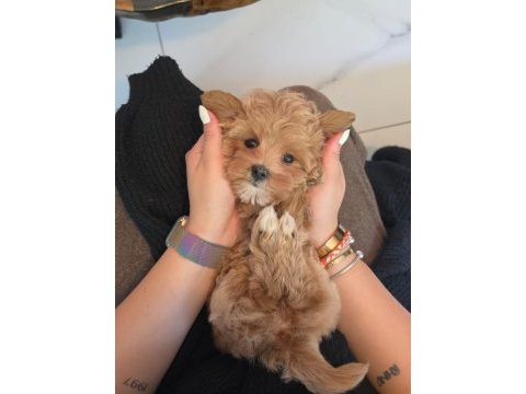Akıllı ve tüy dökmeyen karakteriyle maltipoo yavrusu