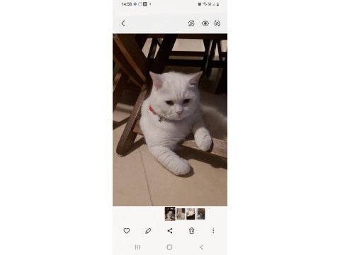 British shorthair sağlıklı kedimiz