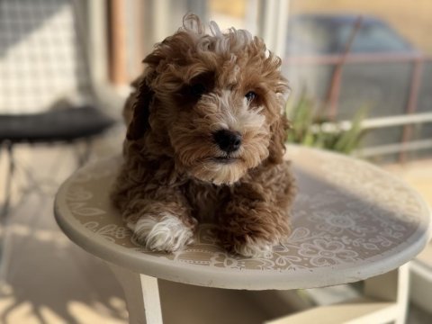 Aşılı pasaportlu wc eğitimli maltipoo yavrularımız