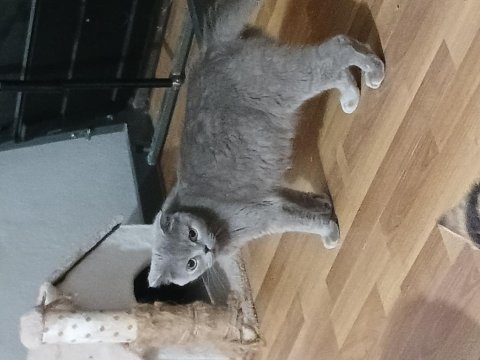 Prenses kızımız şila 2020 doğum yetişkin dişi scottish fold