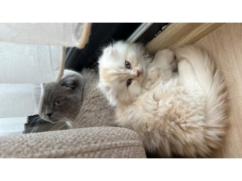 Scottish fold kedimiz