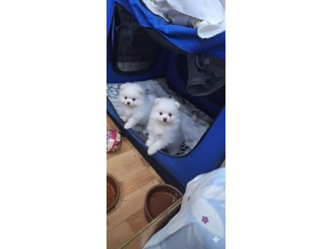 Pomeranian köpekler