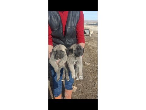 Kangal köpeği yavruları