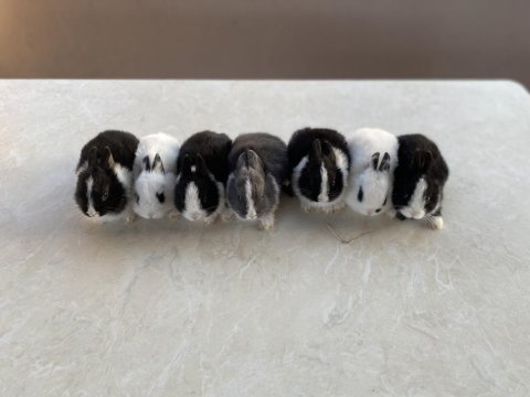 Hollanda lop ve teddy lop tavşan yavrularımız