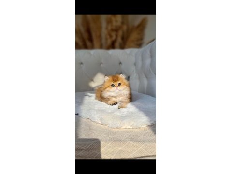 Portakal şekeri golden british long dişi yavrum