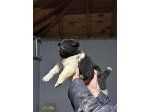 Amerikan akita köpeği