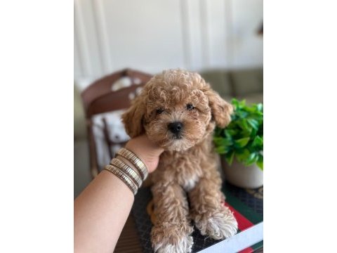 Yakışıklı maltipoo oğluşum barney