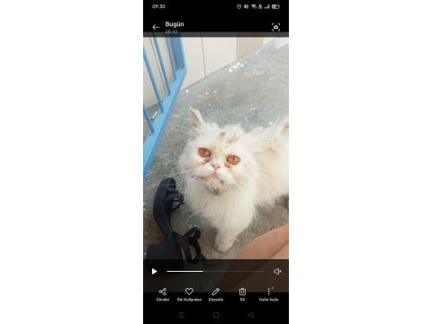 Sokata buldu ama şu an gayet iyi durumda tatlı bir kedi