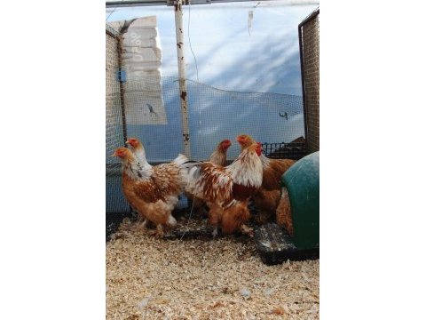 Lemon brahma kuluçkalık yumurta & civciv