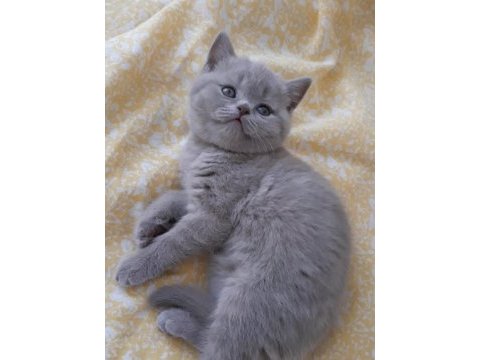 British shorthair lilac cinsi