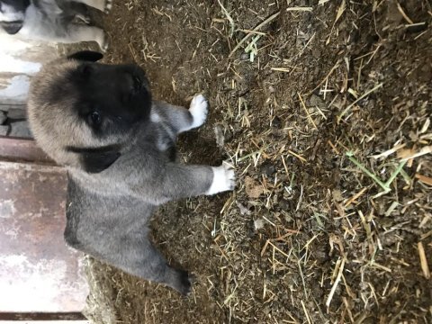 Orjinal güdük kangal yavruları