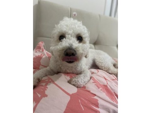 1 yaşında toy poodle