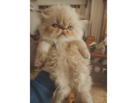 Show kalite himalayan persian