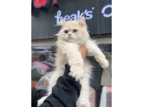British longhair erkek golden cy12 bebek surat