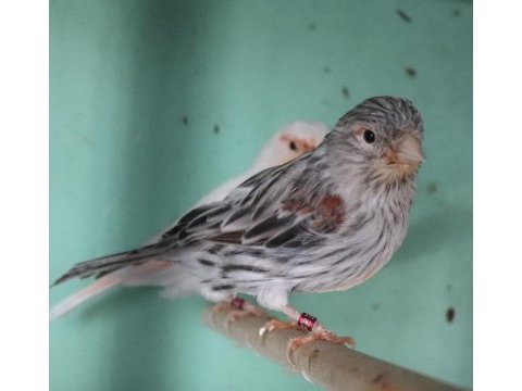 Agat opal saten al mozaik takım kuşlar