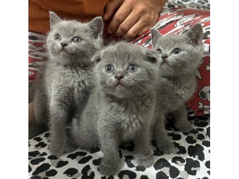 Yavru scottish fold