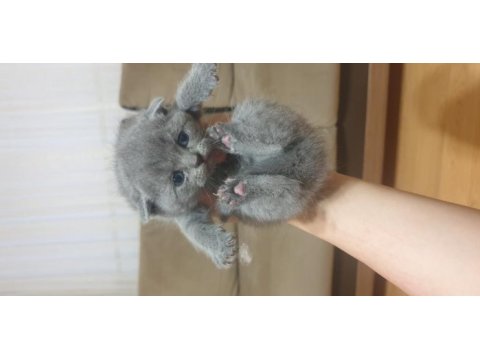 Scottish british shorthair tatlı kediler