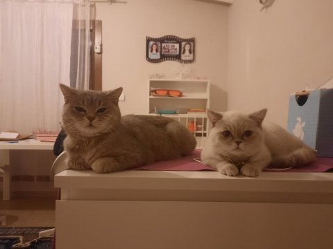 Blue point 7 aylık british shorthair