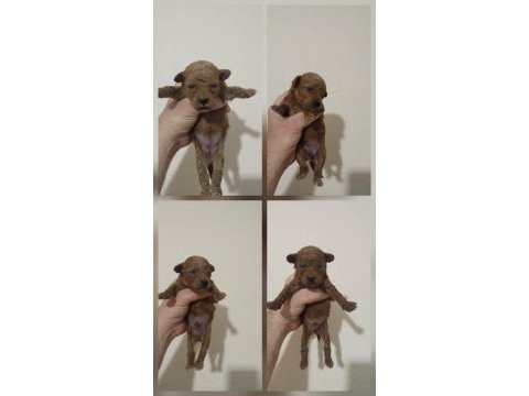 Poodle bebekleri