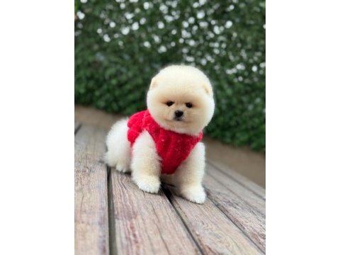 Orjinal pomeranian boo yavrular
