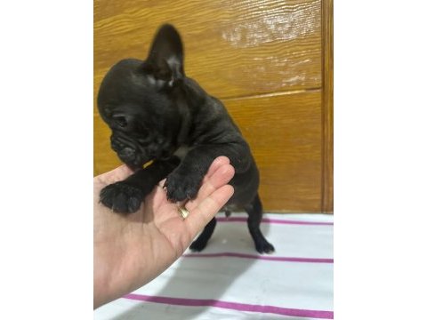 French bulldog yavrularımız tekrardan sizlerle