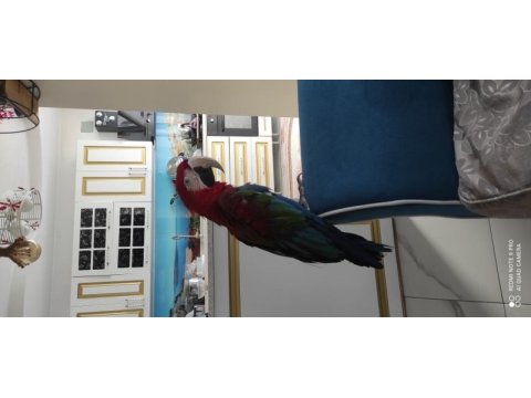 Dişi macaw papağanı