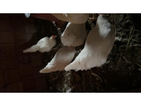 7+1 köy tavuğu ordu merkez