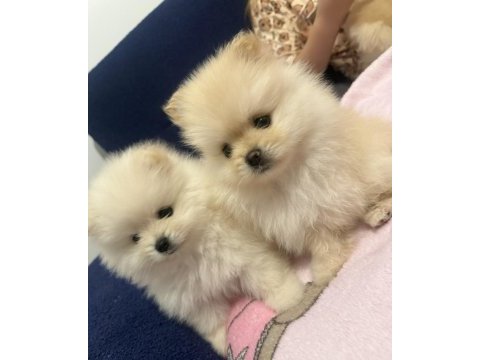 Boo surat mikro pomeranian