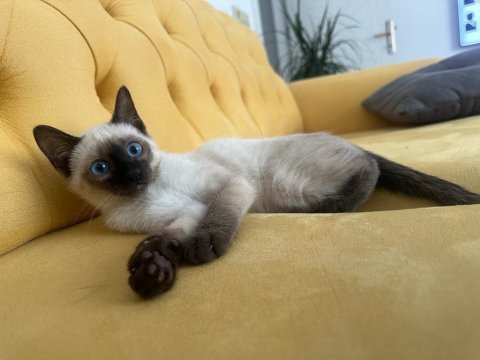 2 aylık dişi ve erkek safkan siyam kedisi yavrularımız