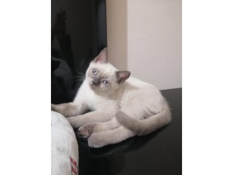British shorthair iki buçuk aylık yavrular