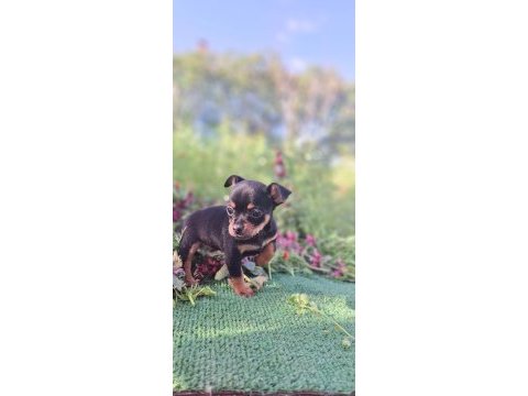 Teslime hazır yavru köpeklerimiz