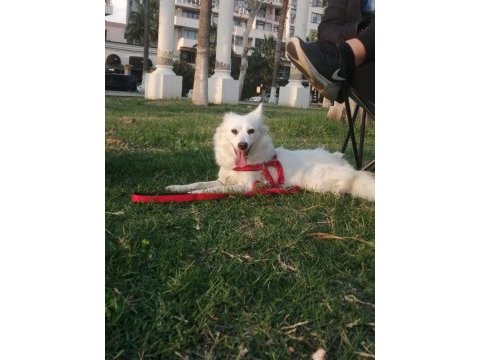 1.5 yaşında pomeranian spitz / boo
