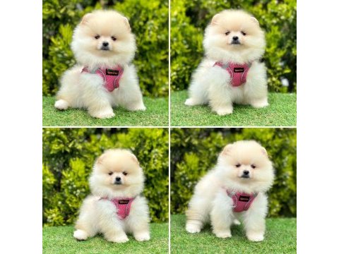 Pomeranian boo ayı yüz bebekler