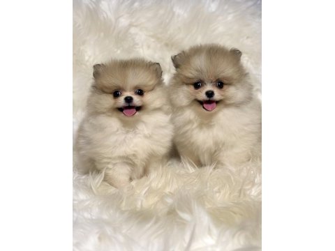 Teacup nadir partycolor ayı surat pomeranian