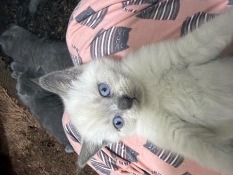 British shorthair cinsi